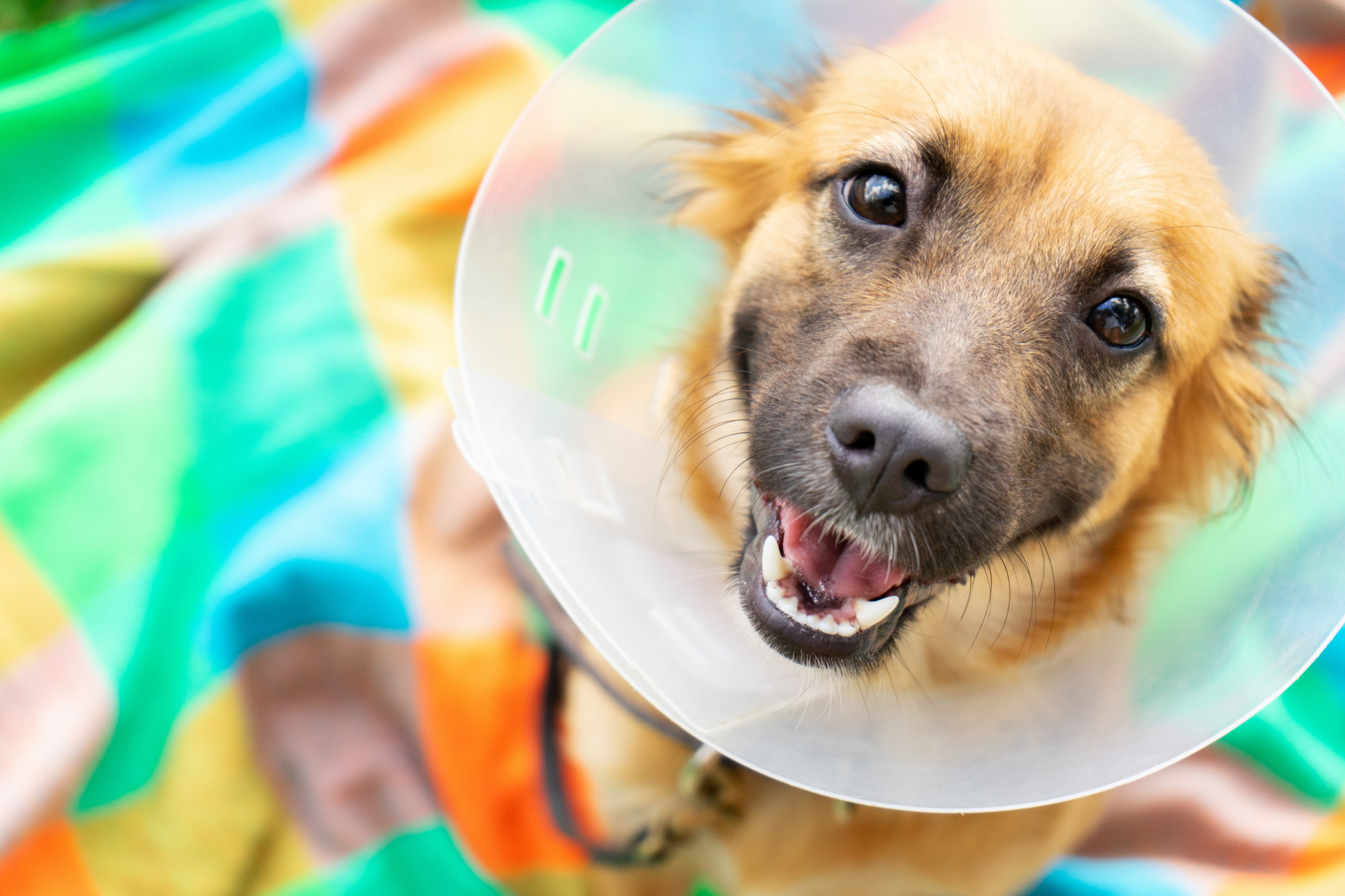 Welcome | Rocky Mountain Small Animal Hospital Welcome | Rocky Mountain Small Animal Hospital
