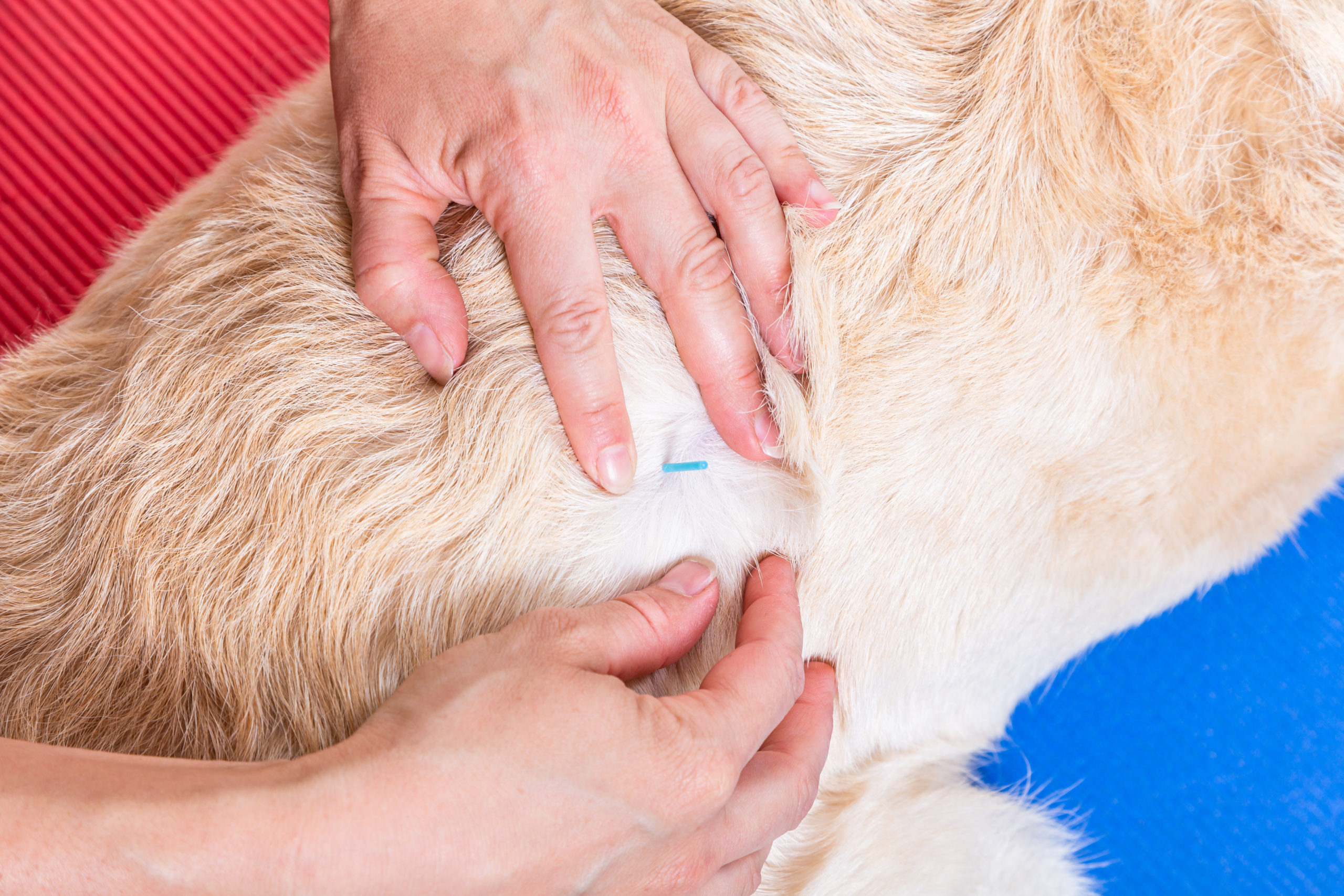 Frisch gesetzte Akupunktur Nadel im Fell eines Hundes