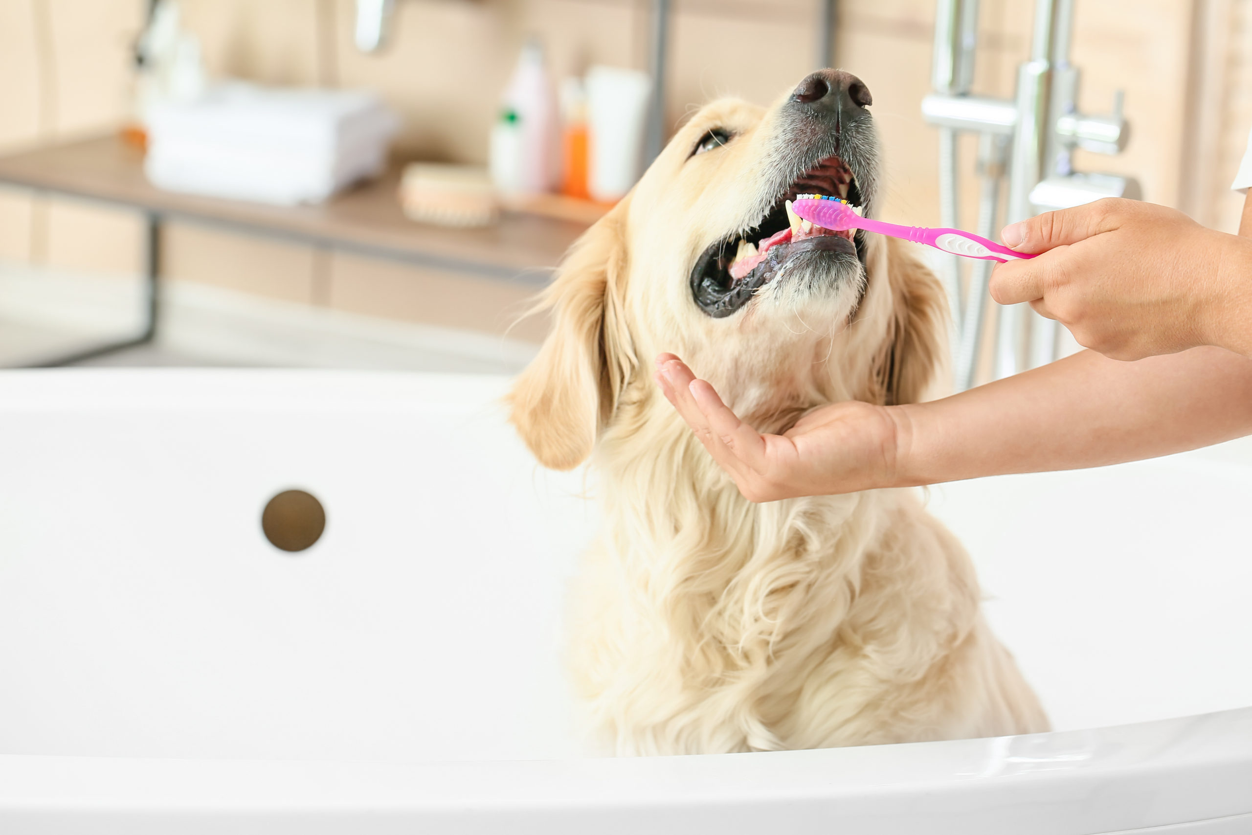 Owner brushing teeth of cute dog in bathroom