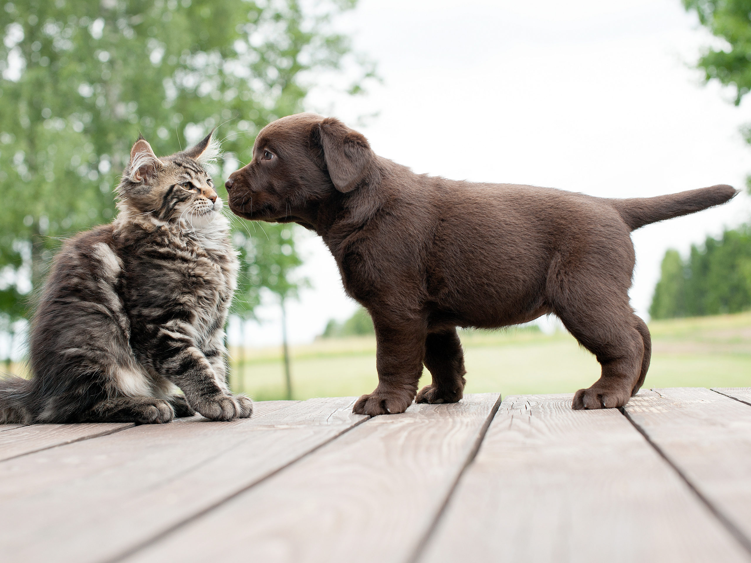 Welcome | Rocky Mountain Small Animal Hospital Welcome | Rocky Mountain Small Animal Hospital