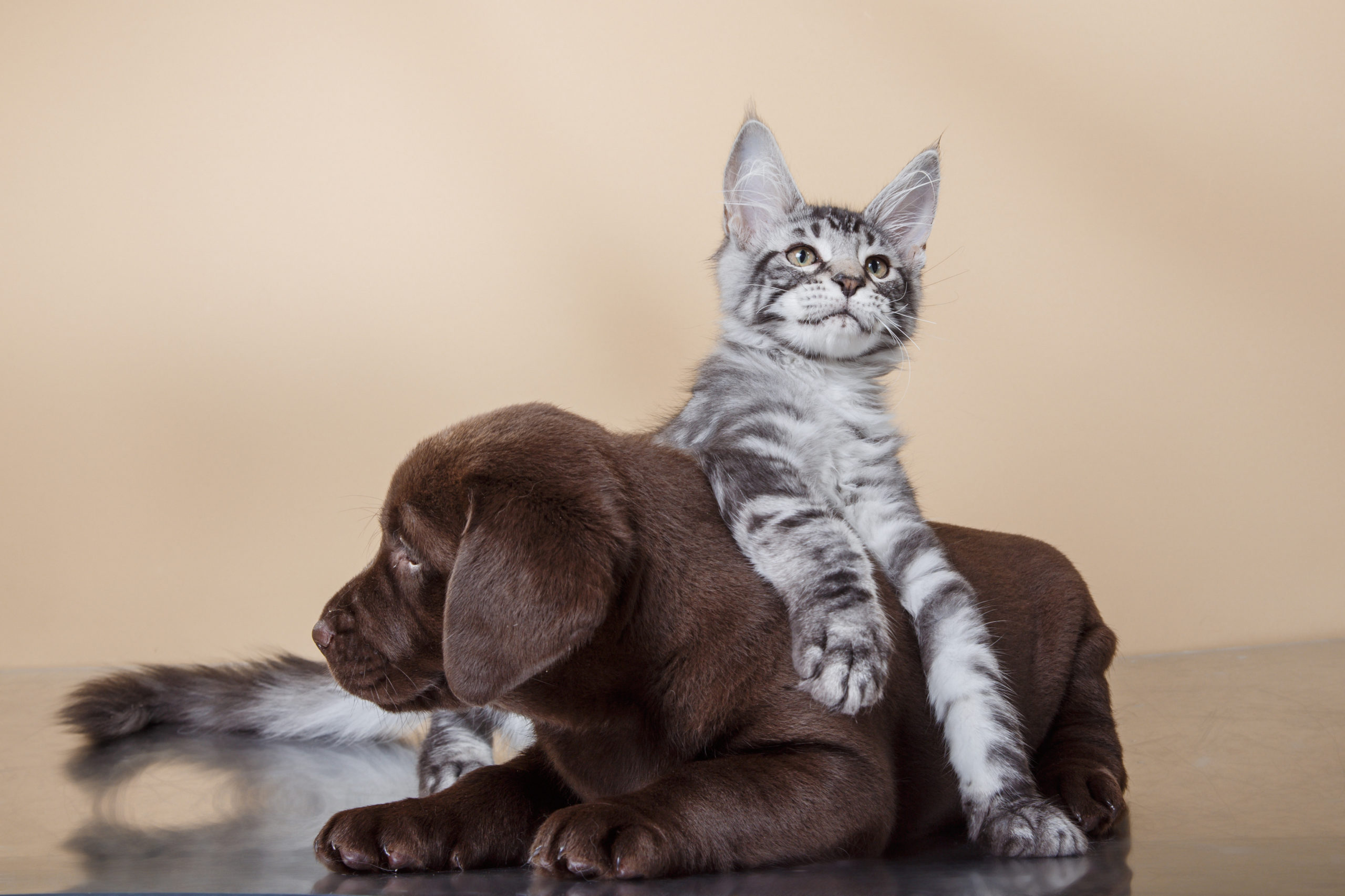 Labrador puppy and kitten breeds Maine Coon. Cat and dog