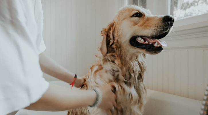 Golden Retriever Groom