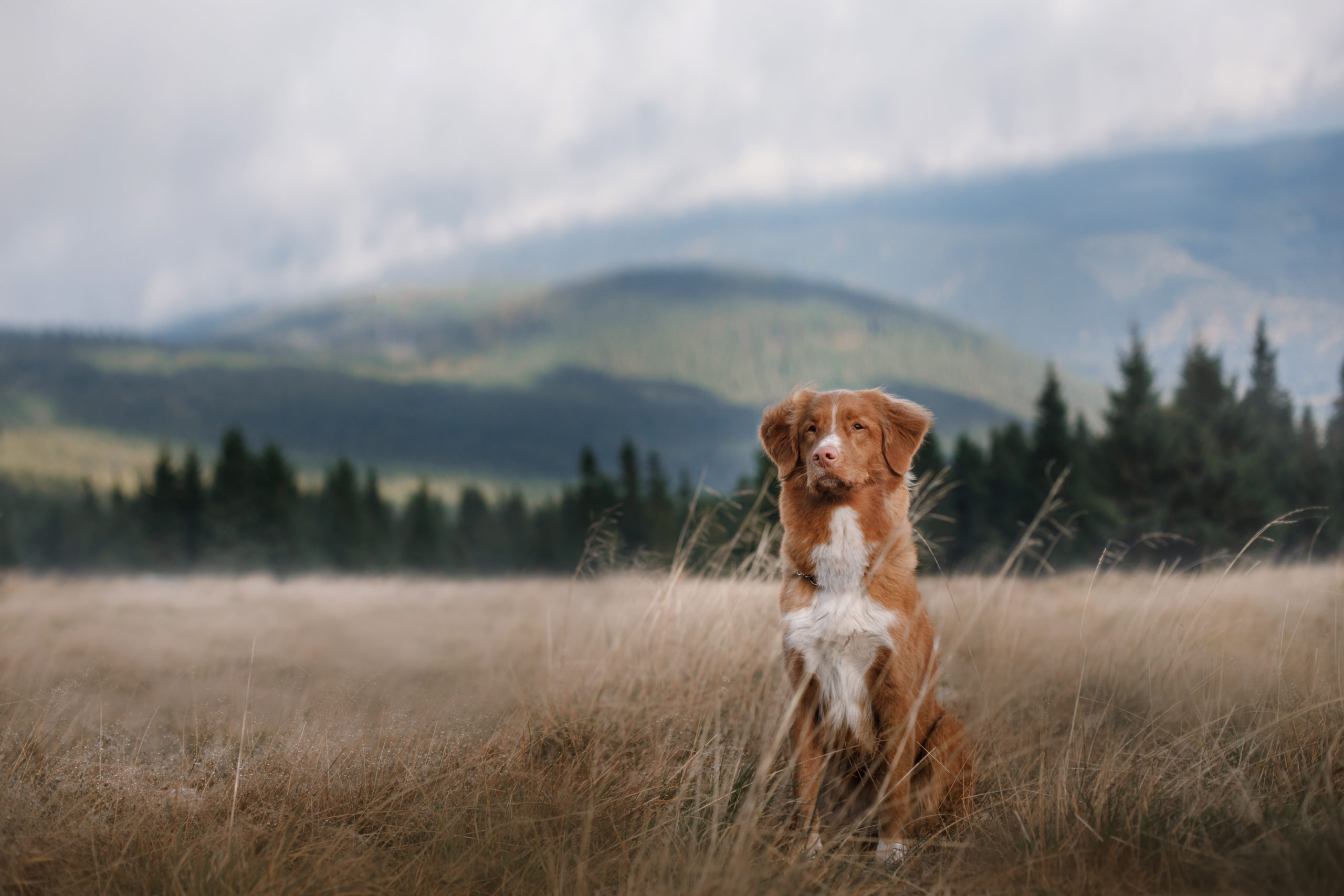 A dog in the mountains. Traveling with the pet. Healthy lifestyle. Nova Scotia Duck Tolling Retriever