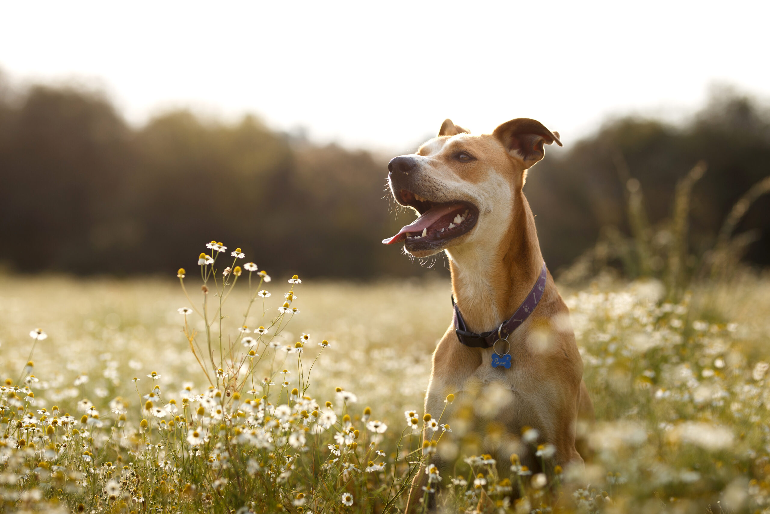 A happy dog in the chamomile fields